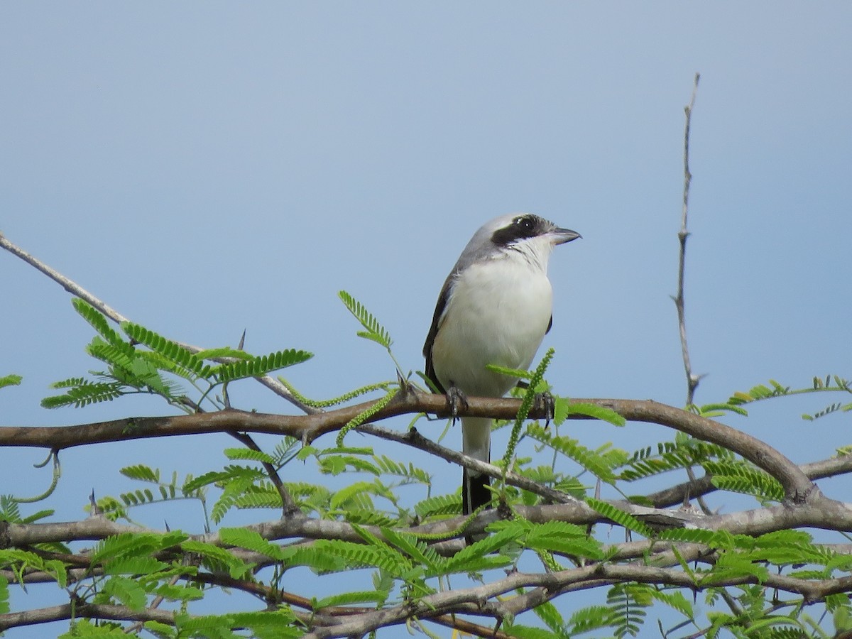 Great Gray Shrike - Krishnamoorthy Muthirulan