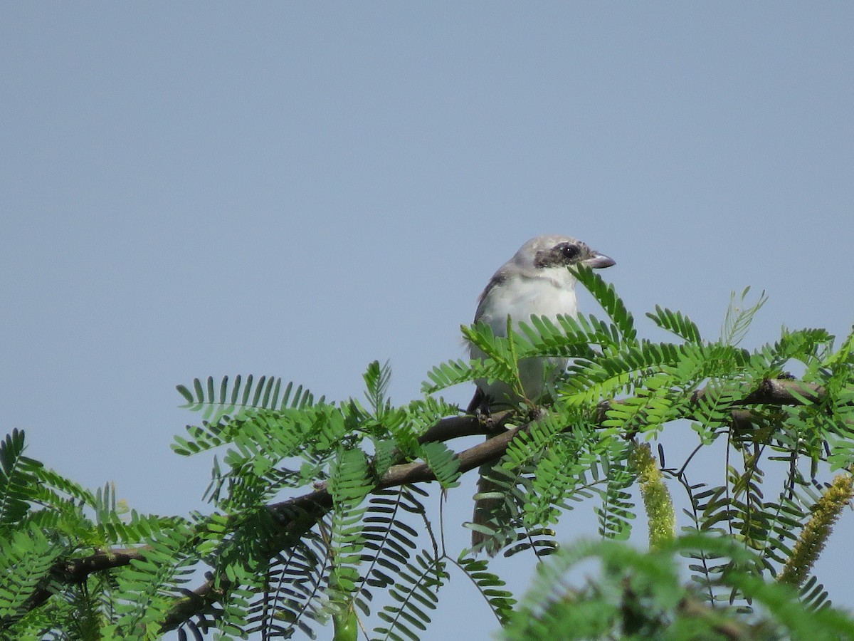 Great Gray Shrike - ML283186671