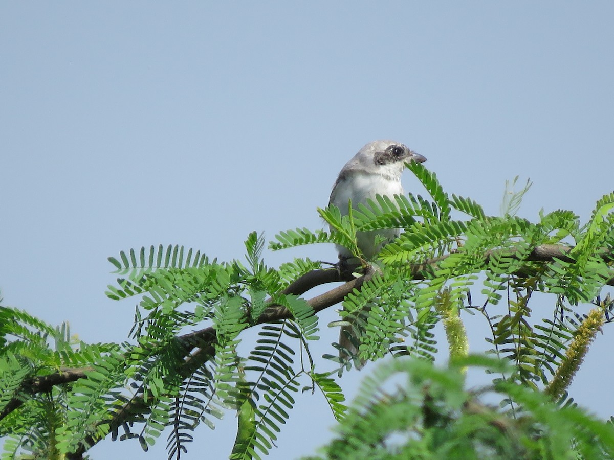 Great Gray Shrike - Krishnamoorthy Muthirulan