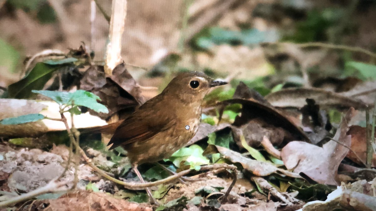 Lesser Shortwing - samrat saha