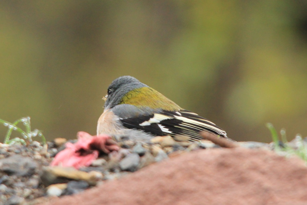 Common/African Chaffinch - ML283187781