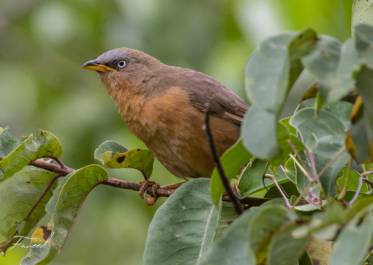 Rufous Babbler - ML283187861