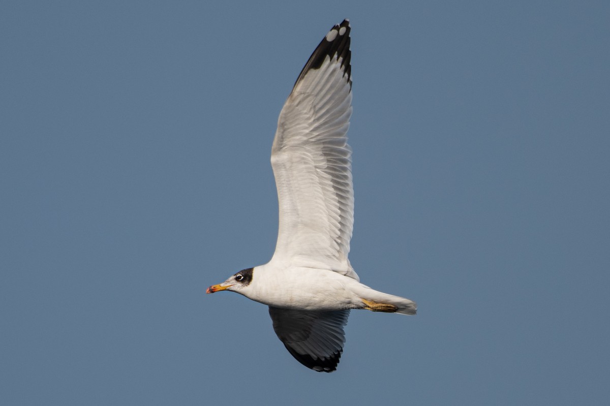 Pallas's Gull - ML283190491