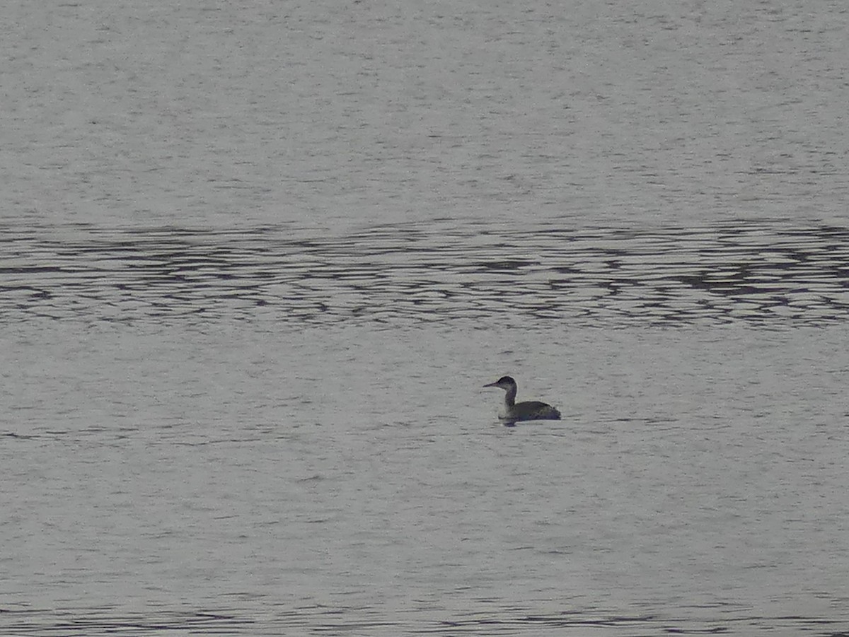 Red-necked Grebe - ML283190841