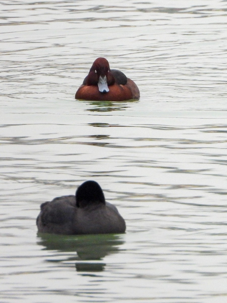 Ferruginous Duck - ML283191031