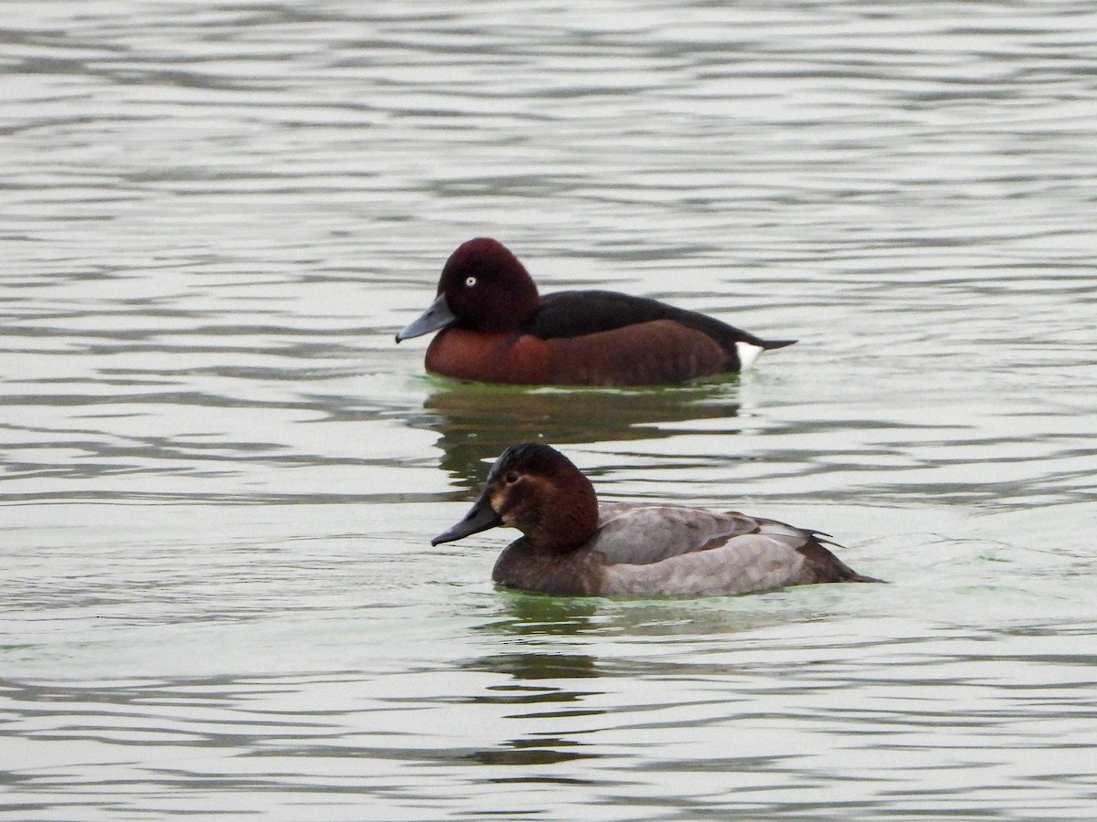 Ferruginous Duck - ML283191081