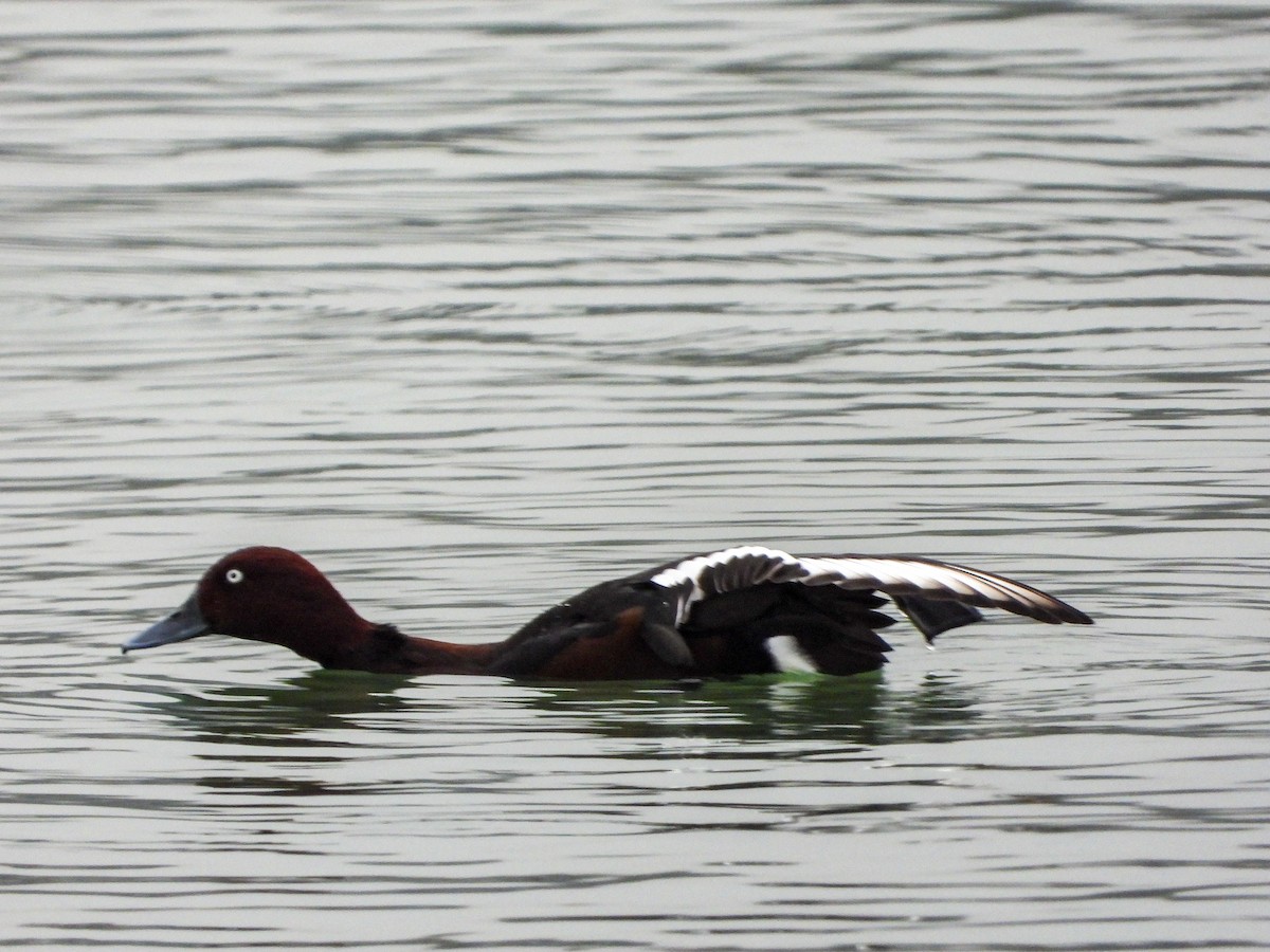 Ferruginous Duck - ML283191131