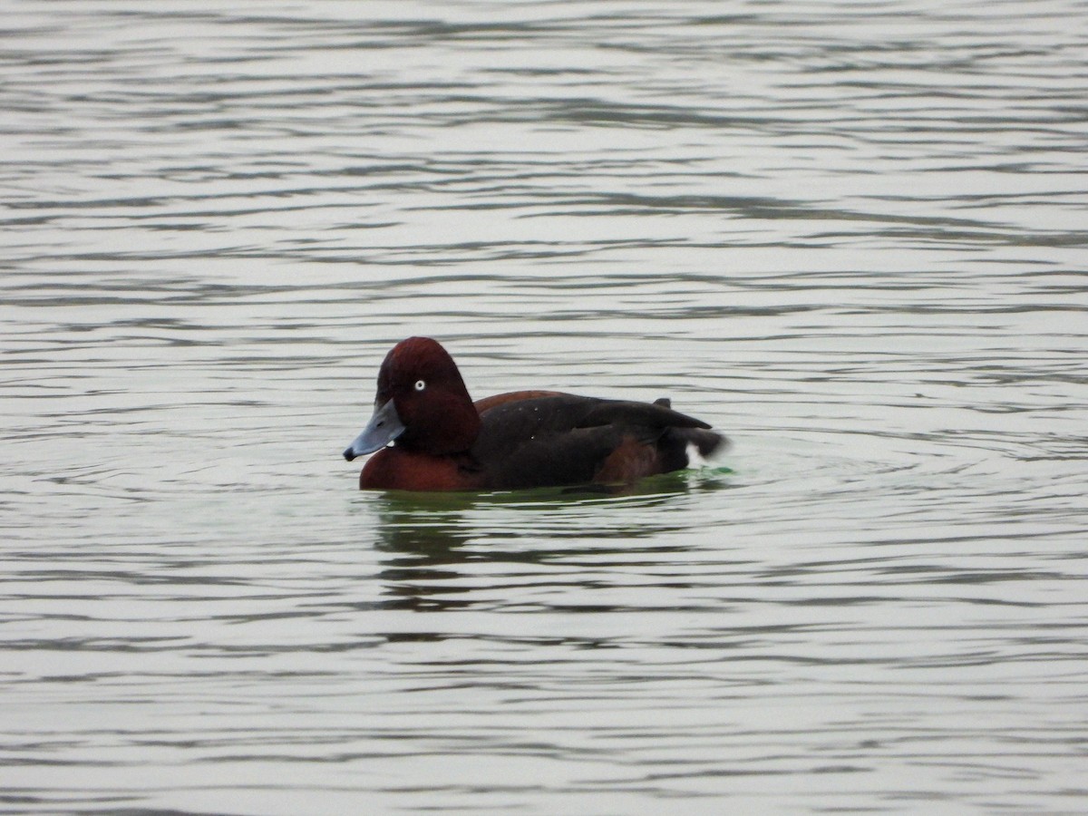 Ferruginous Duck - ML283191181