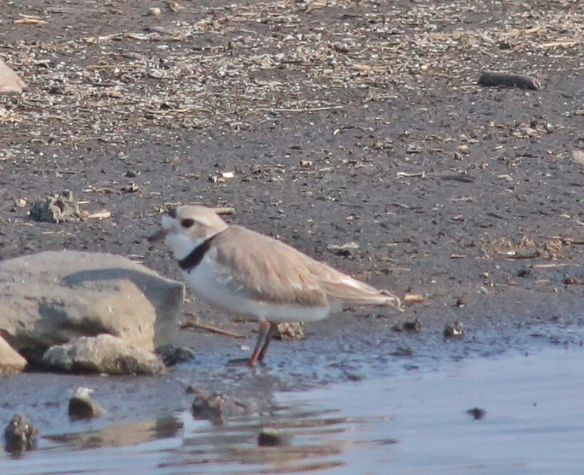 Flötenregenpfeifer - ML28319231