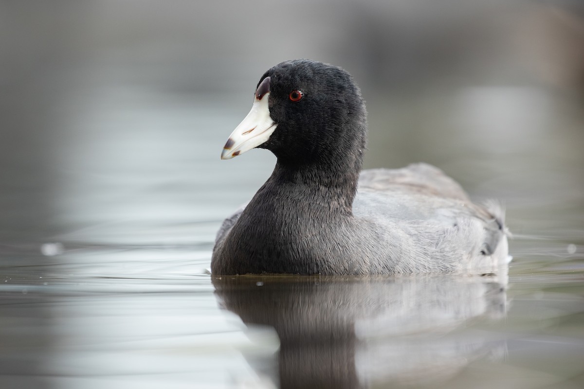 American Coot - ML283192381