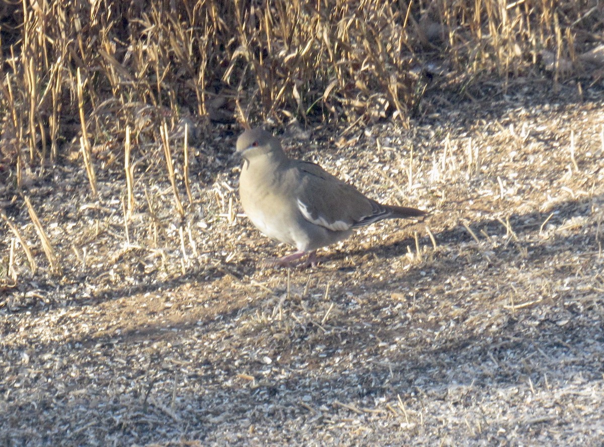 White-winged Dove - ML283194291