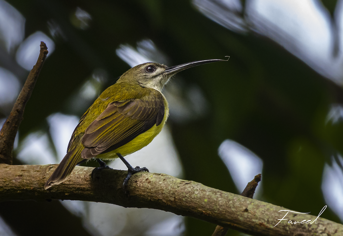 Little Spiderhunter - ML283194501