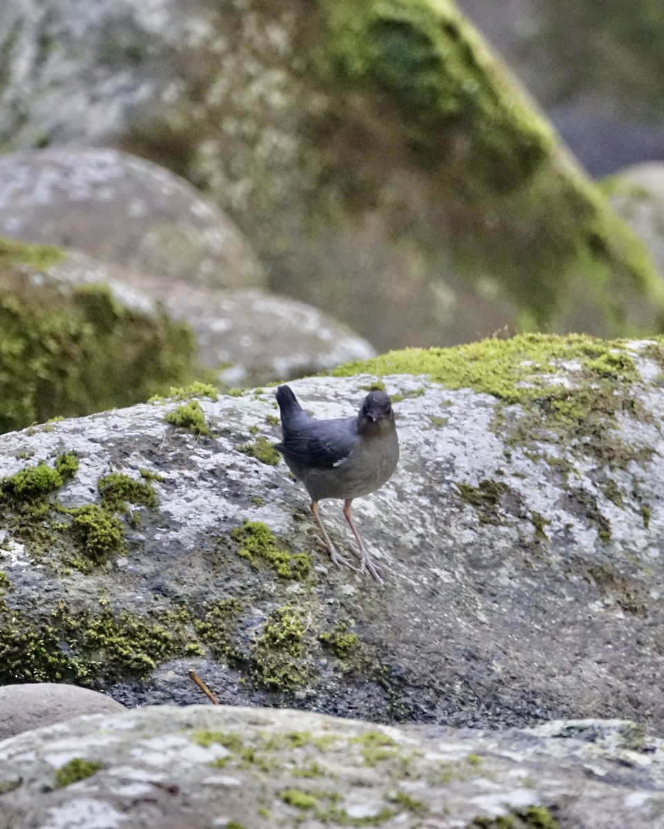 American Dipper - ML283194821