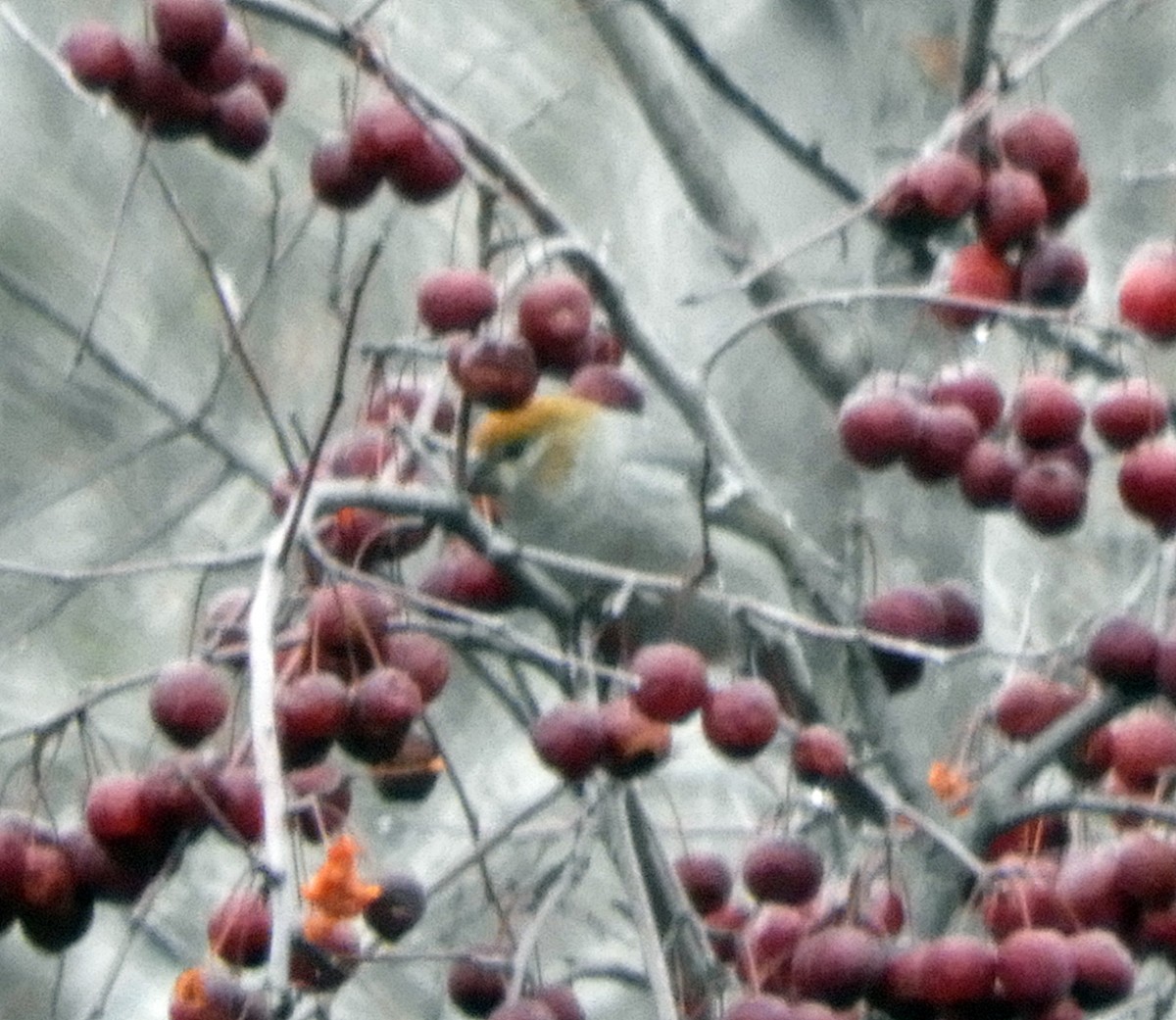 Pine Grosbeak - ML283194841