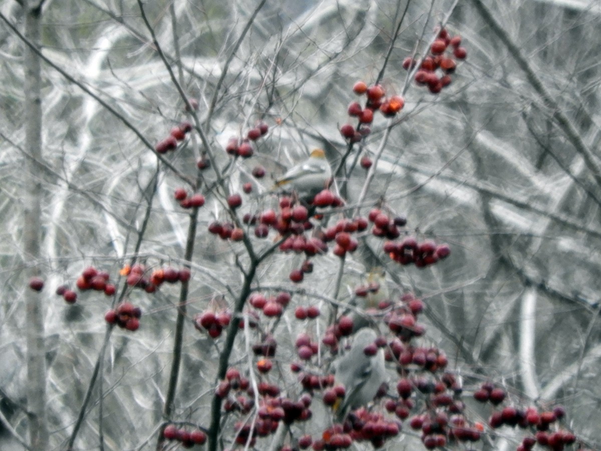 Pine Grosbeak - ML283194911