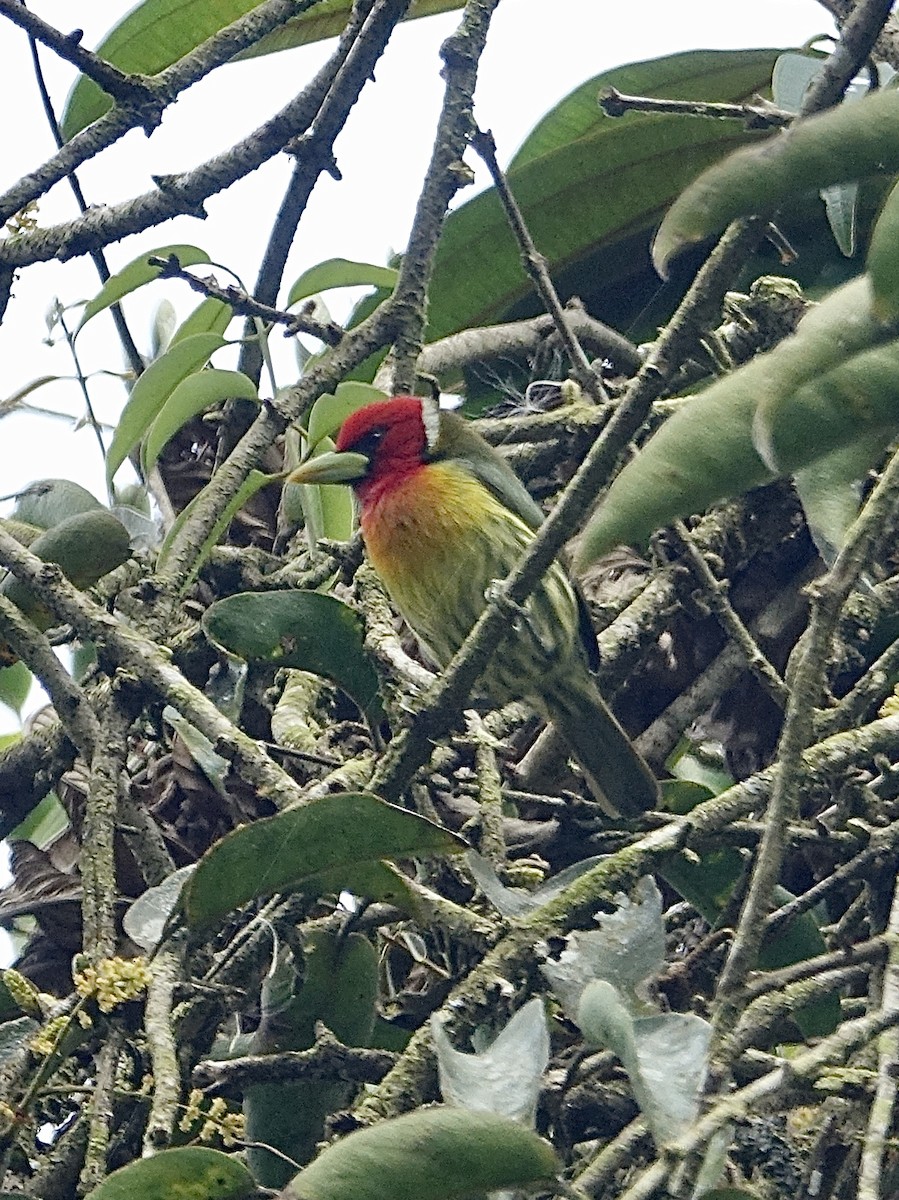 Kırmızı Başlı Barbet - ML283195251