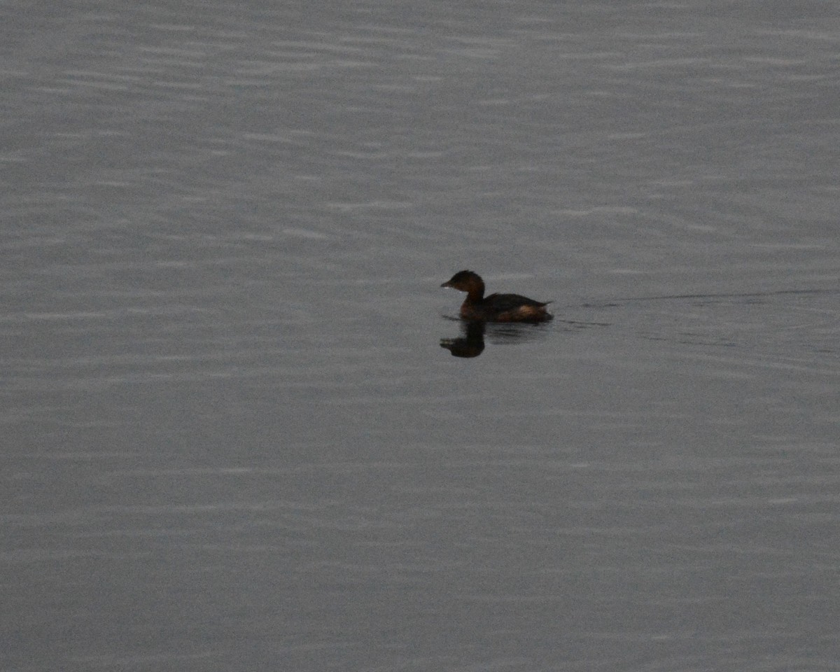 Pied-billed Grebe - ML283196071