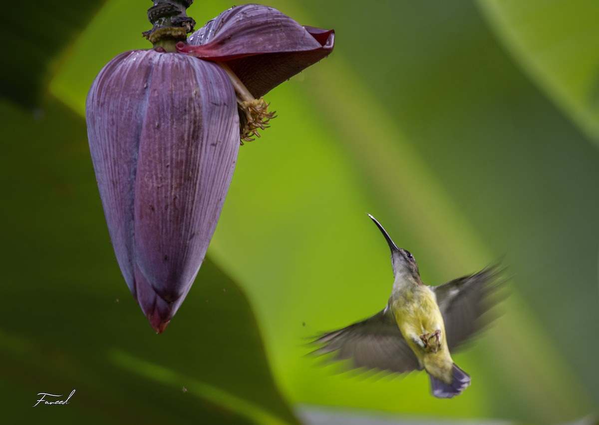 Little Spiderhunter - ML283196881