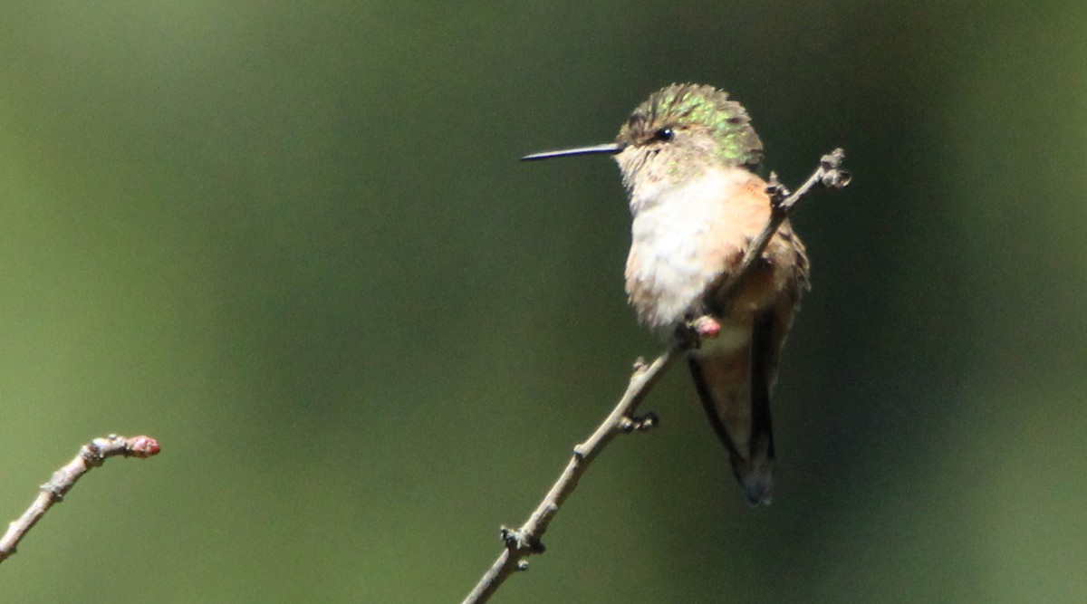 Bumblebee Hummingbird - ML283197781