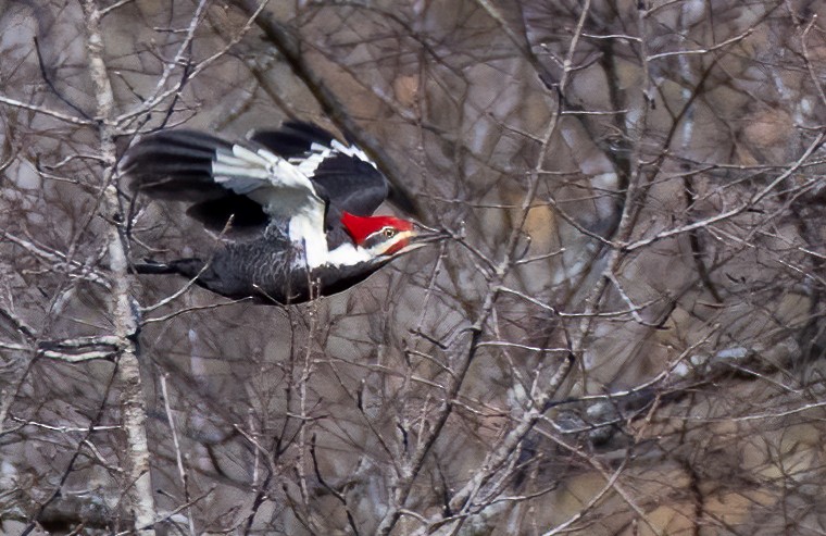 Pileated Woodpecker - ML283198351