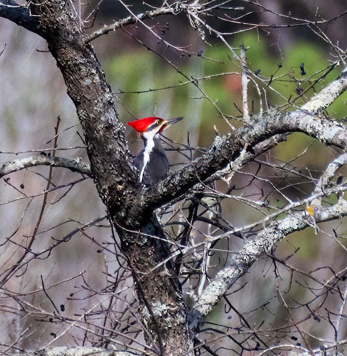 Pileated Woodpecker - ML283198371