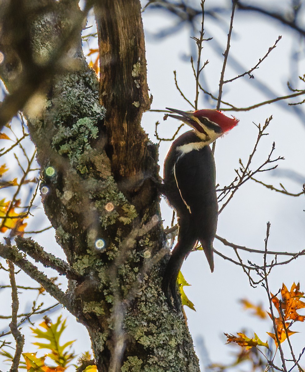 Pileated Woodpecker - ML283198391