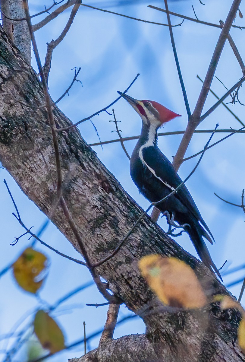 Pileated Woodpecker - ML283198421