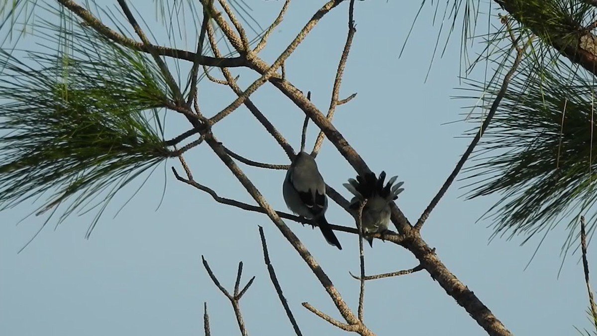 ML283198891 - Loggerhead Shrike - Macaulay Library