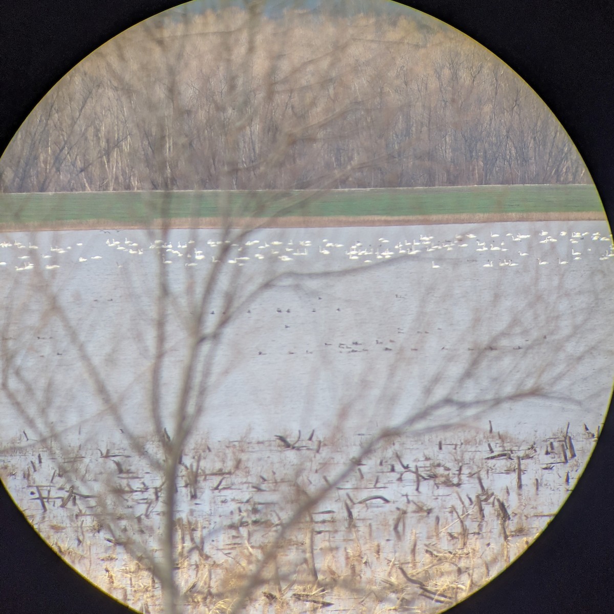 Cygne trompette ou C. siffleur - ML283200131