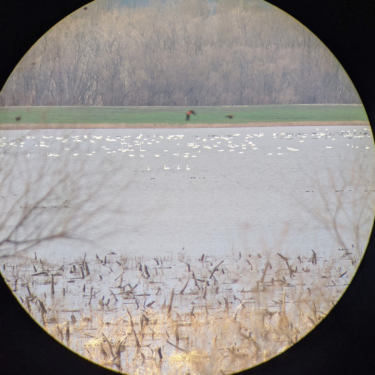 Cygne trompette ou C. siffleur - ML283200141