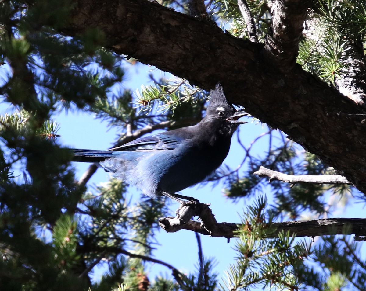 Steller's Jay - ML283201241