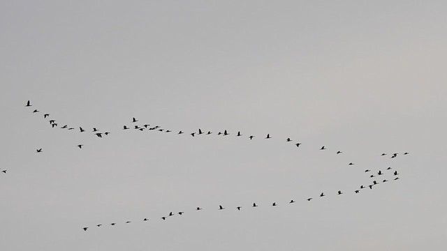 tanımsız Phalacrocoracidae sp. - ML283202621