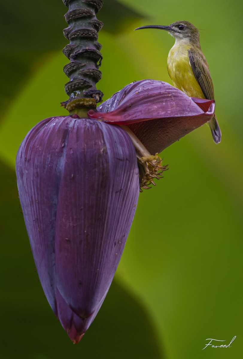 Little Spiderhunter - ML283203061