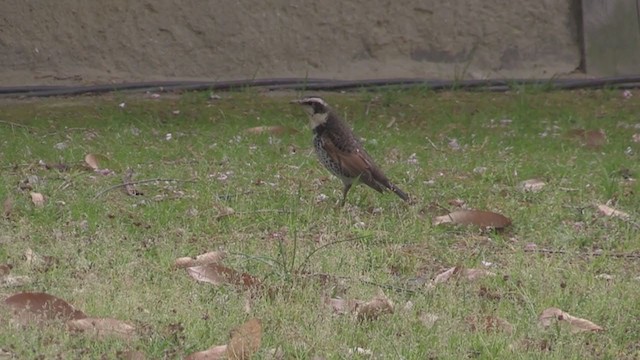 Dusky Thrush - ML283203211