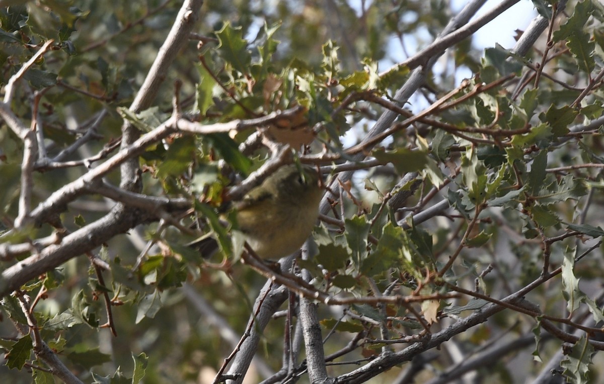 passerine sp. - ML283203641