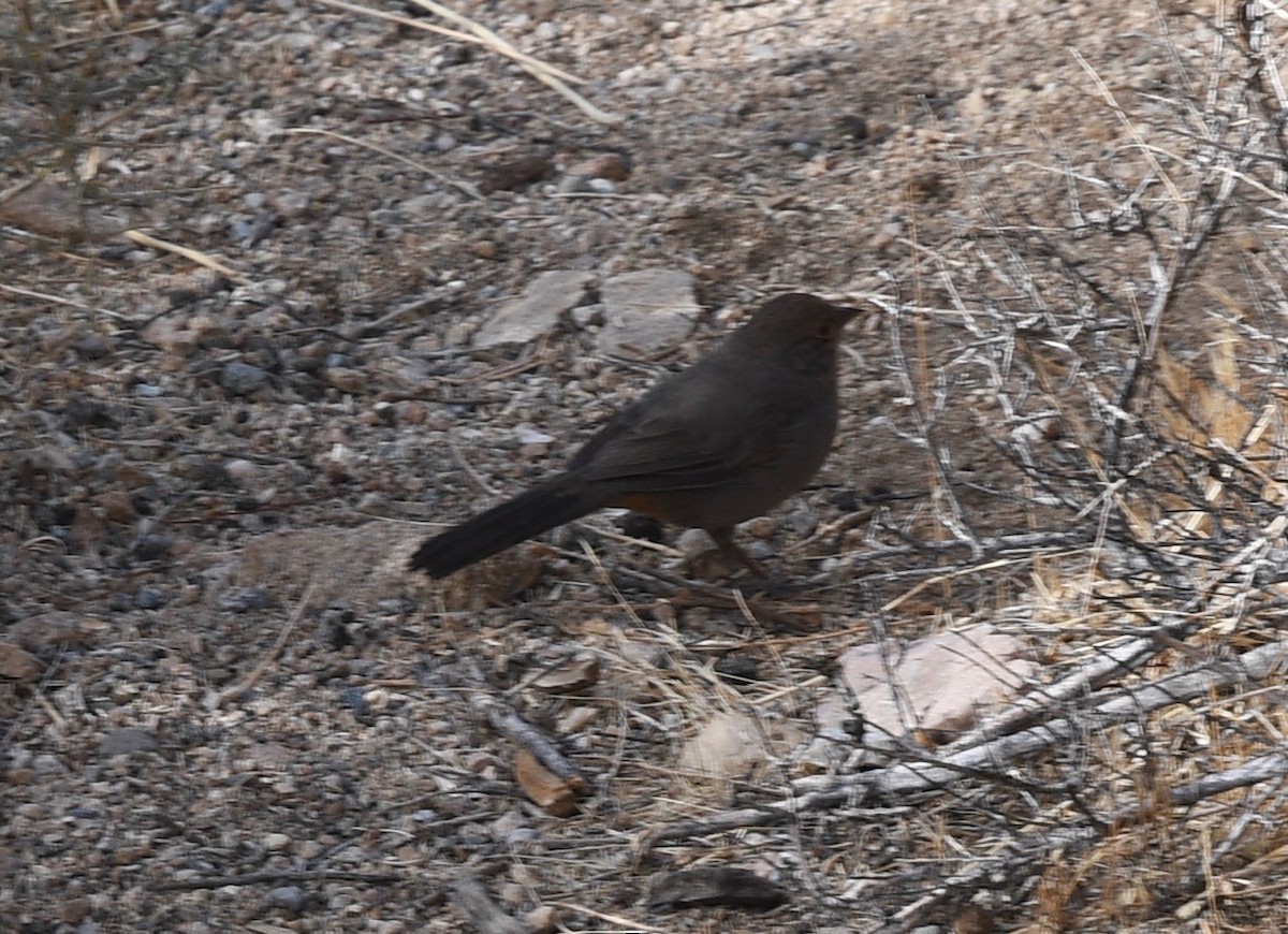 California Towhee - ML283203781