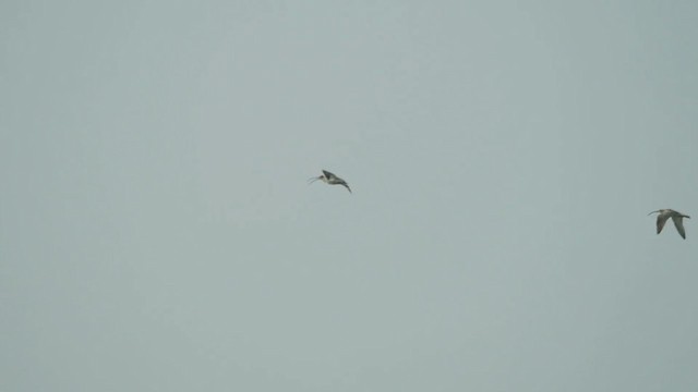 Eurasian Curlew - ML283203831