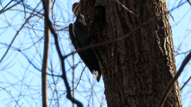 Pileated Woodpecker - ML283203871