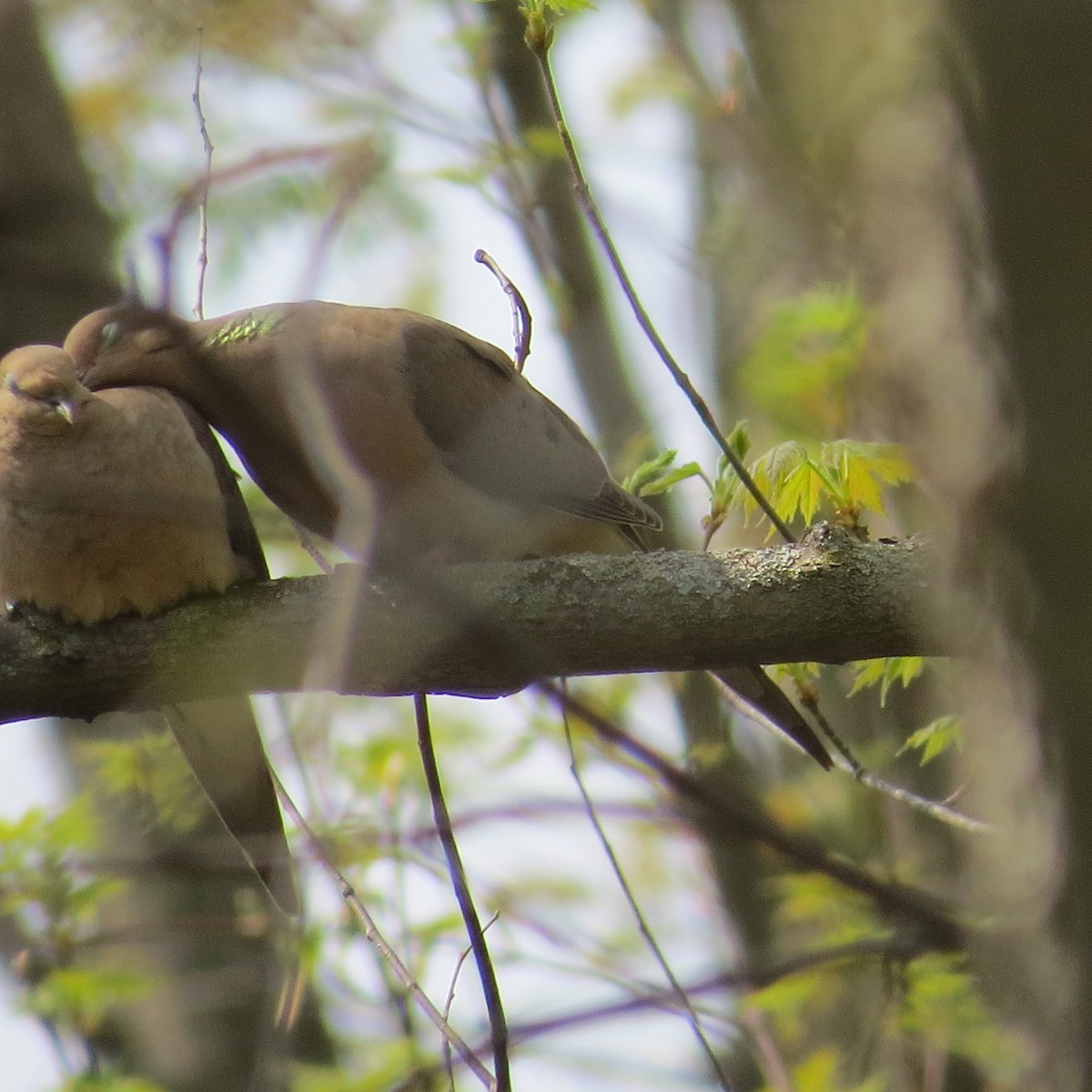 Mourning Dove - ML28320411