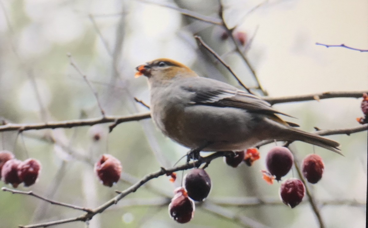 Pine Grosbeak - ML283205711