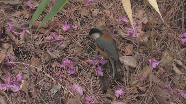 Varied Tit - ML283206341