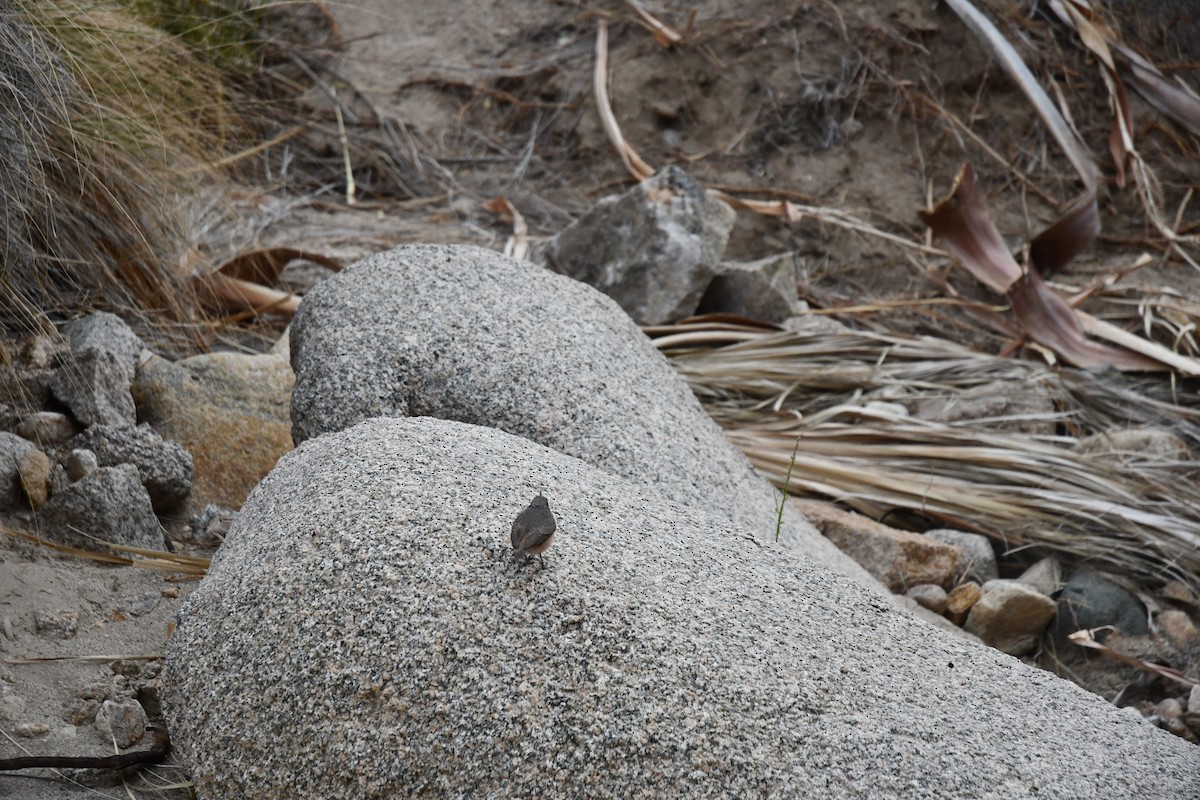 Rock Wren - ML283206761