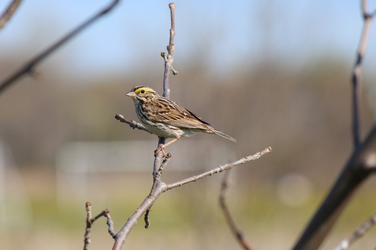 Savannah Sparrow - ML28320731