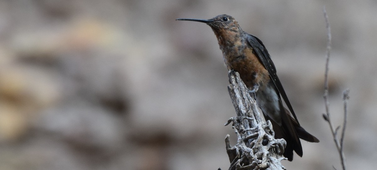 Giant Hummingbird - ML283207431