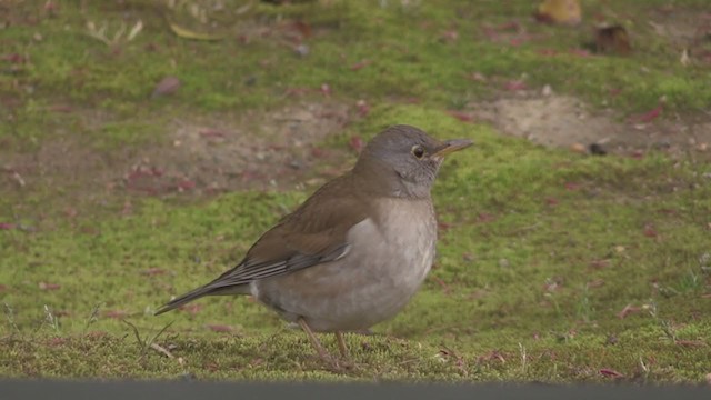 シロハラ - ML283209001