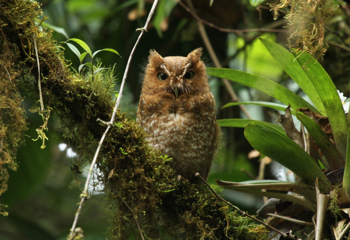 Bare-shanked Screech-Owl - ML283209391