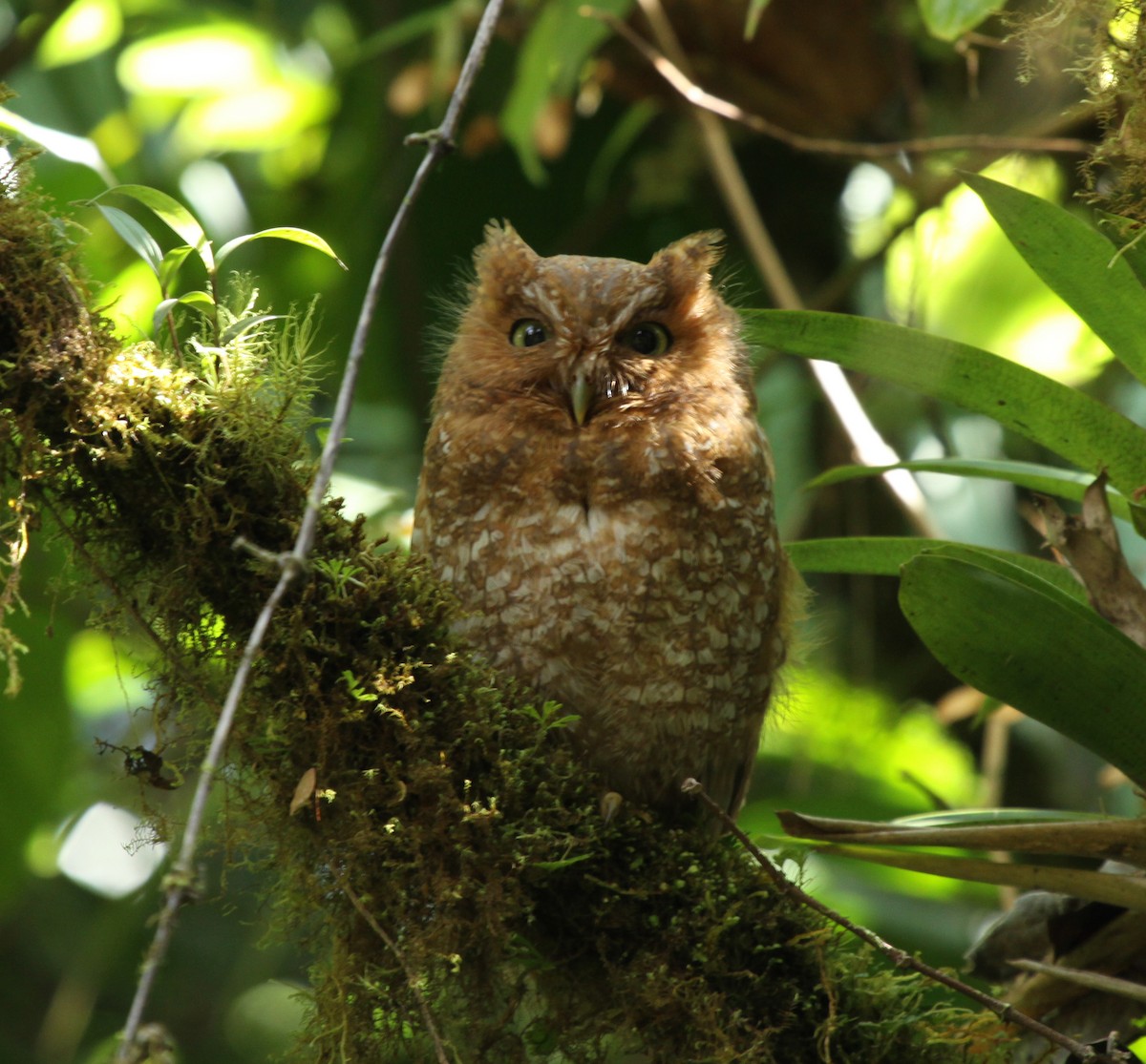 Bare-shanked Screech-Owl - ML283209411