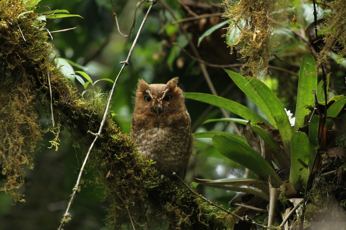 Bare-shanked Screech-Owl - ML283209441