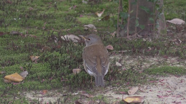 シロハラ - ML283209931