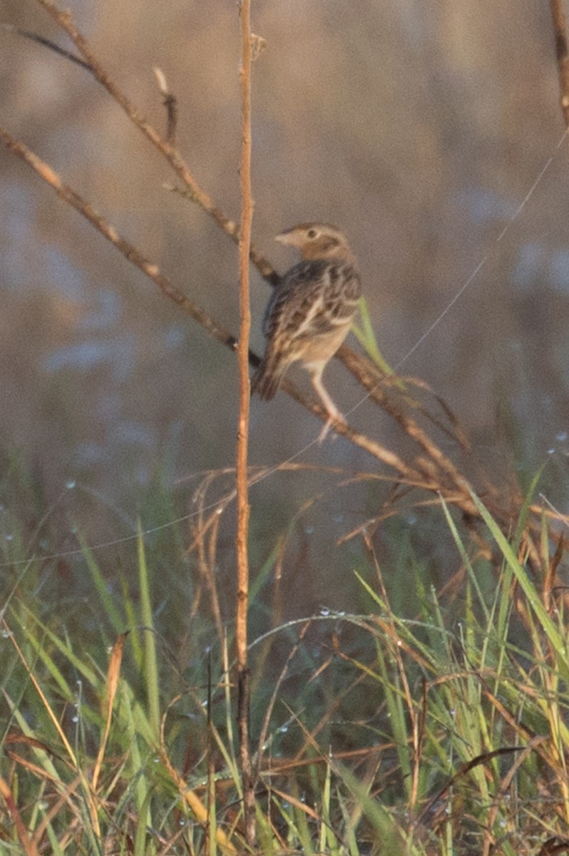 Grasshopper Sparrow - ML283211191